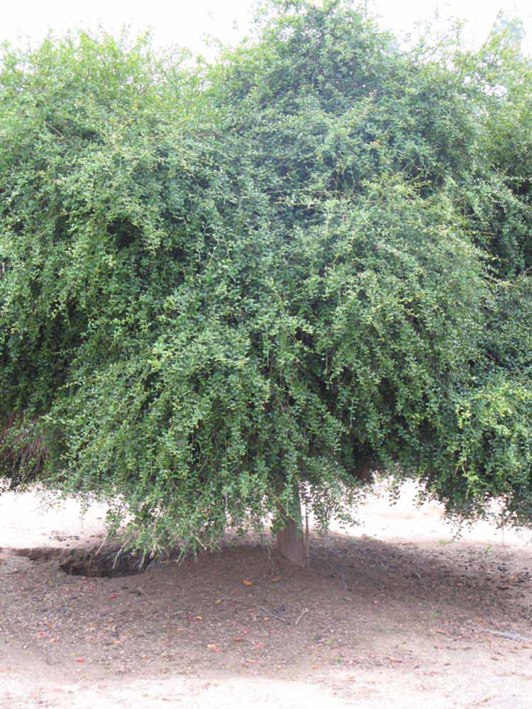            Habit (Riverside, CA)   